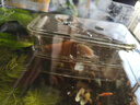 汉洋（ WATERWEEDS INDUSTRY）孔雀鱼繁殖盒鱼缸隔离盒幼小鱼苗孵化产房漂悬浮分离器养鱼用大号 实拍图