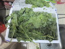 新鲜羽衣甘蓝时令西餐沙拉榨汁果汁健康轻食农家甘蓝 【寿光直发】净重4斤 实拍图