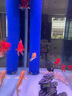 森森（SUNSUN） 鱼缸水族箱金鱼缸玻璃鱼缸大型生态鱼缸客厅热弯 HRG-800D底滤白色(0.8米长30宽) 晒单实拍图