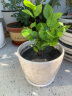 开时果 茉莉花盆栽浓香型 桌面绿植物阳台花卉树苗盆景摆件源头直发包邮 精品茉莉花3-6株【原土发货】 实拍图