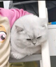 卫仕20%鸡肉冻干全价猫粮5kg 成猫幼猫主食猫干粮【近半袋冻干】 实拍图