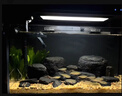 HANYANG鱼缸底砂黄金沙水草南美雨淋化妆细沙免洗龟缸水族养鱼造景2kg 实拍图