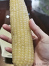 十月稻田 黄糯玉米 3.52斤(220g*8根) 东北甜黏玉米棒 早餐苞米 真空包装 实拍图