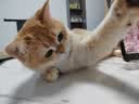 艾尔猫粮 室内解馋猫系列 全价全期成猫幼猫通用型宠物粮 幼猫专用500G*5 5斤 实拍图