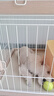 狗狗玩具球边牧柯基金毛逗狗遛狗训犬专用耐咬磨牙小狗宠物狗网球 宠物狗网球-黄色-2个 实拍图