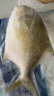 翔泰 海南金鲳鱼净重900g 2条装  鱼类生鲜 烧烤 火锅食材 海鲜水产 实拍图