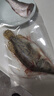品鲜肴淡水鱼生态翘嘴鱼白鱼/翘嘴鲌大白刁鱼自然捕获鲜活现杀生鲜水产 价格为1斤称重 需要几斤鱼拍几份 实拍图
