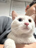 馋小汪猫罐头猫咪零食主食罐成幼猫营养湿粮鸡肉丝高汤罐85克整箱猫零食 六口味混合畅享装 24罐【囤货超值装】 实拍图