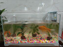 森森  超白玻璃小鱼缸HWK-600p+意牌6W壁挂过滤+抽水器+鱼捞 实拍图