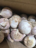 志褚独头蒜大蒜头 2024云南大理紫皮独蒜 精品新鲜现挖湿蒜 1斤装【珍珠小蒜2.2cm以下】 实拍图