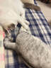 皇家室内成猫粮 I27 通用粮 12月以上 4.5KG 实拍图