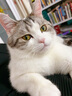 Orijen渴望猫粮 成猫幼猫干粮 六种鱼肉无谷全价通用进口5.4kg效期26/5 实拍图