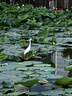 尼康（Nikon）Z5全画幅微单相机 微单套机（Z 24-50mm f/4-6.3 微单镜头）Vlog相机视频拍摄 实拍图