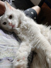 獒少保【带挂碗+垫板】宠物航空箱大号狗猫托运箱猫咪狗狗航空箱运输箱 一号 建议12斤以内 实拍图