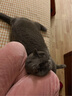 Orijen渴望猫粮 成猫幼猫干粮 六种鱼肉无谷全价通用进口5.4kg效期26/5 实拍图