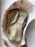 龙味福【活鲜】生蚝 乳山牡蛎 新鲜海蛎子生鲜贝类 【稀有超大号】7XL净重4斤（4-6只） 实拍图