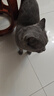 京东京造 冻干双拼全价猫粮鱼肉味2kg 高鲜肉营养美毛发腮成幼猫益生菌 实拍图