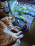 Orijen渴望猫粮 成猫幼猫干粮 六种鱼肉无谷全价通用进口5.4kg效期26/5 实拍图