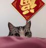 伟嘉成猫猫粮1.3kg牛肉味布偶蓝猫橘猫加菲英短猫咪夹心粮全价粮 实拍图