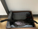 素力高（SolidGold）进口高蛋白金装金素鸡长肉营养成猫幼猫全价猫粮3磅/1.36kg 实拍图