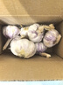 【百万单爆品】紫白皮蒜水果大蒜超市生鲜蔬菜调料即食蒜 【优选】 1斤 单果3.5-5cm 实拍图