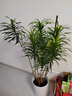 叹为观止 大型盆栽 单杆辫子发财树天堂鸟绿萝散尾葵办公室内开业乔迁礼品 柳叶百合竹1.2-1.4米 含盆 实拍图