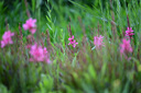 尼康（Nikon）尼克尔 Z 70-200mm f/2.8 VR S 【全国可用消费券】全画幅微单镜头 “大三元”远摄变焦镜头 实拍图