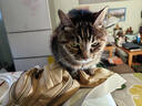 伟嘉成猫猫粮全价粮1.3kg海洋鱼味夹心粮布偶蓝猫橘猫加菲英短猫咪 实拍图