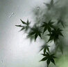 朵秀美瞳半年抛2片装 大直径自然混血网红棕蓝粉彩色隐形眼镜2025新款 透光果冻14.0mm【半年抛/2片礼盒装】 0度 实拍图