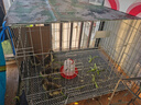 憨憨宠 鸡笼子 家用芦丁鸡养殖笼带粪盘特大号可折叠加密鸡舍鸭笼子 86*61*71cm配顶部雨罩+喂食槽+托盘+脚垫（家禽8只） 实拍图