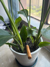 网红天堂鸟绿植水培植物花卉盆栽客厅好养鹤望兰四季常青室内庭院 天堂鸟50-60厘米3颗（不带盆） 实拍图