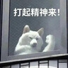 【10盒装】汉宝 莫教授 补天灵片 12片/板*2板/盒*10盒 实拍图