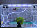 森森（SUNSUN） 鱼缸水族箱生态超白玻璃缸桌面水草缸客厅造景金鱼缸 【超白缸】506*256*310mm 实拍图