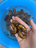 2025新鲜知了猴肉禽菜肴活体金蝉鲜冻蚕大个蝉蛹龟知了爬叉猴特产 【京选中号金蝉】50只现抓现发 实拍图