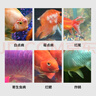 修医宠亚甲基蓝鱼药鱼缸杀菌消毒锦鲤鹦鹉鱼小瓜虫寄生虫水族药剂300ml 实拍图