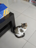 亿迪 猫粮冻干鸡肉全价成猫幼猫蓝猫英短橘猫加菲美短全阶段通用粮8斤 实拍图