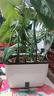 奥美优种菜盆长方形种植盆塑料双层自动吸水花盆阳台室内花卉绿植蔬菜 实拍图