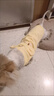 猫咪衣服狗狗衣服小型犬夏薄款宠物衣服可牵引泰迪比熊衣服猫衣服 【黄油小熊】-透气华夫格 M /适合5-7斤 立体刺绣/可戴牵引绳 实拍图