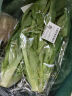 油麦菜约300g 实拍图