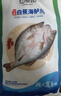 仙泉湖三去白蕉海鲈鱼1斤/条净膛冷冻刺少肉厚珠海特产500g生鲜食材 实拍图