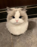 网易严选猫湿粮宠物零食浓汤大口肉罐头 鸡肉+三文鱼85g*6罐 实拍图
