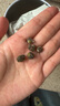 天福茗茶  茉莉花茶  有情绣球龙珠浓香型茉莉花茶200g罐装散装茶叶 实拍图