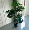 爱优尚龟背竹观叶植物室内客厅办公室大盆栽绿植盆景净化空气吸甲醛老桩 实拍图