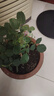 果汁阳台月季花苗四季开花卉盆栽绿植物室内花易活玫瑰带花苞庭院 蓝色阴雨【大花浓香，月月开分枝多】 【带花苞】【盆口径15cm】原盆冠25高35 实拍图