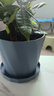 墨斗鱼花盆塑料家用轻奢高级感仿陶瓷树脂阳台多肉带托盘雅典中号蓝色 实拍图