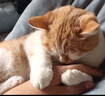 优瑞派猫粮幼猫成猫美短英短蓝猫布偶加菲猫专用流浪猫全价猫粮鱼肉味 鱼肉味10kg20斤 实拍图