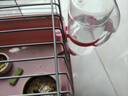 喜帅 兔子水壶仓鼠饮水喝水器龙猫荷兰猪滚珠喝水壶 颜色随机650ml  实拍图
