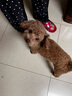 宝路狗粮全犬种通用全价粮成犬狗粮中小型犬牛肉味7.5kg【原料透明】 实拍图