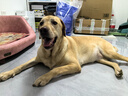 海洋之星 主食冻干双拼狗粮小型犬中大型犬成犬幼犬粮10kg 实拍图