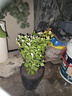 【雅之典】重瓣茉莉花盆栽室内观花植物四季好养带花苞开花不断绿植 茉莉花6年苗【原盆】 好养活 实拍图